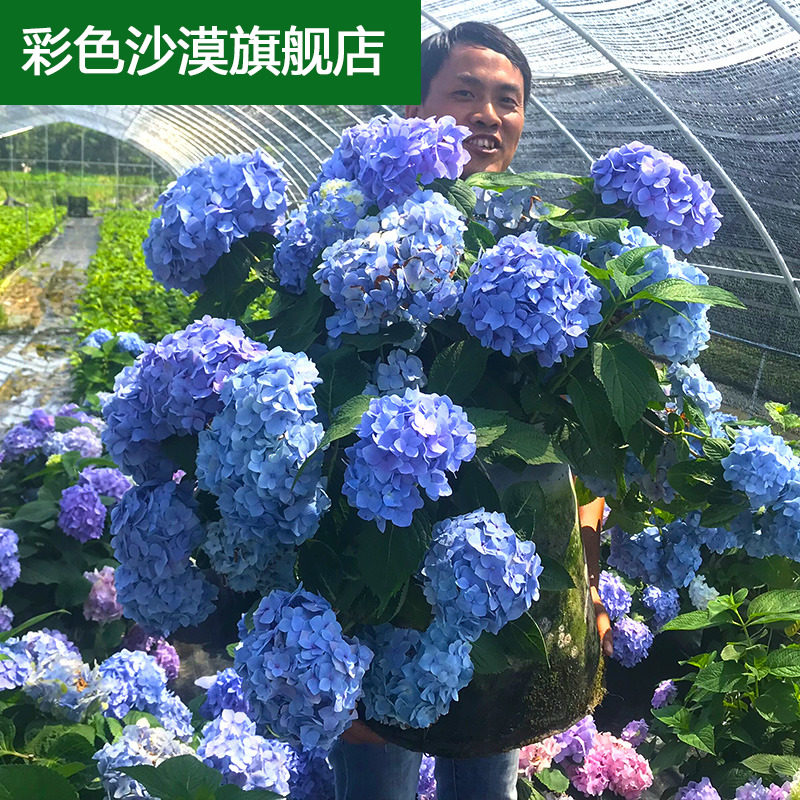 花卉 鲜花速递 花卉仿真 绿植园艺 零下一度淘宝优惠券精选