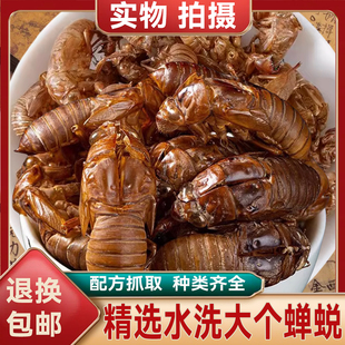 中药材蝉蜕整个水洗金蝉衣金蝉壳蝉皮 蝉蜕知了皮蝉衣 虫退 蝉退