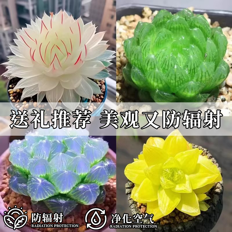 高级多肉植物白娘子玉露组合套装带盆土新手好养送礼办公桌防辐射