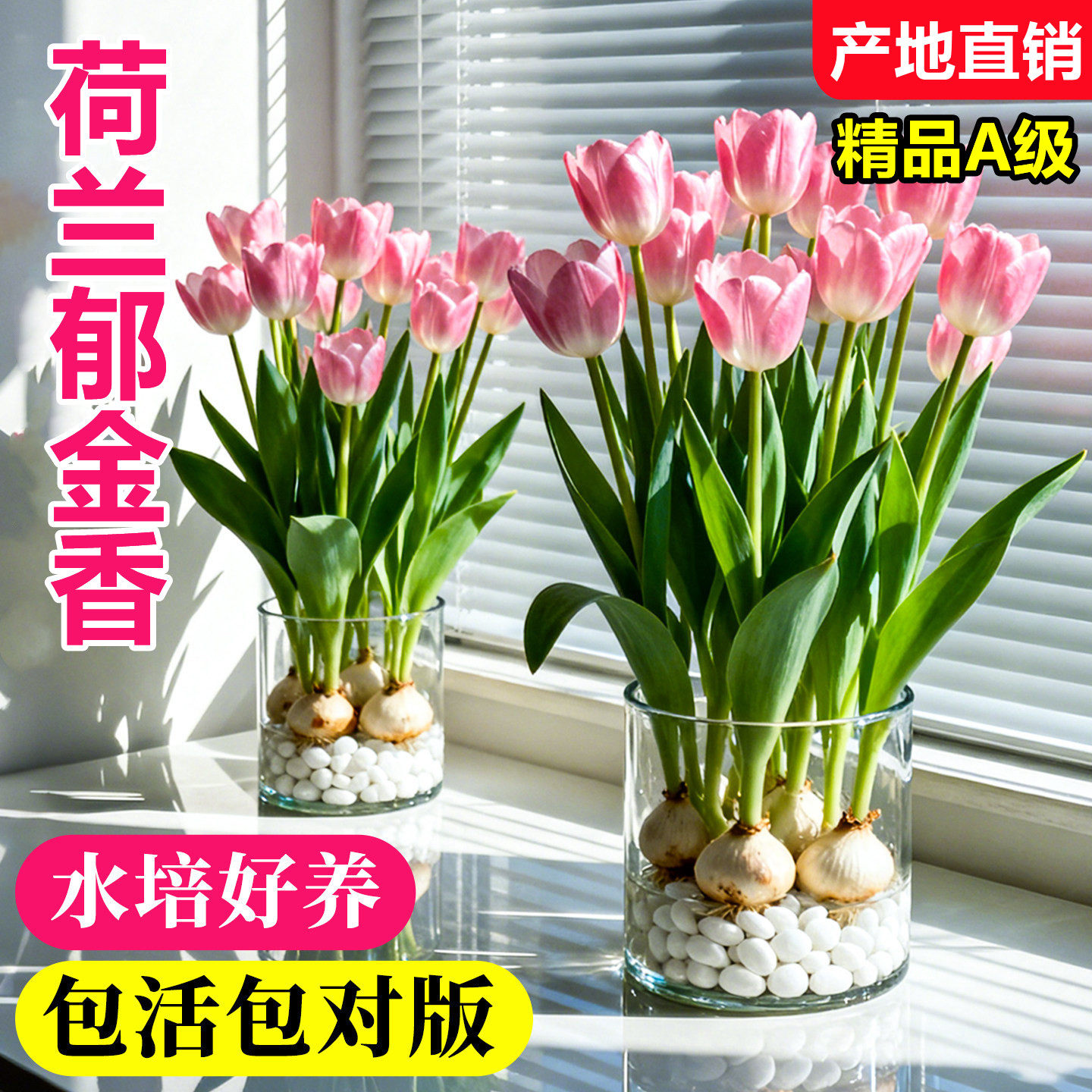 荷兰郁金香种球水培种子植物盆栽室内阳台绿植大种球花卉5度球