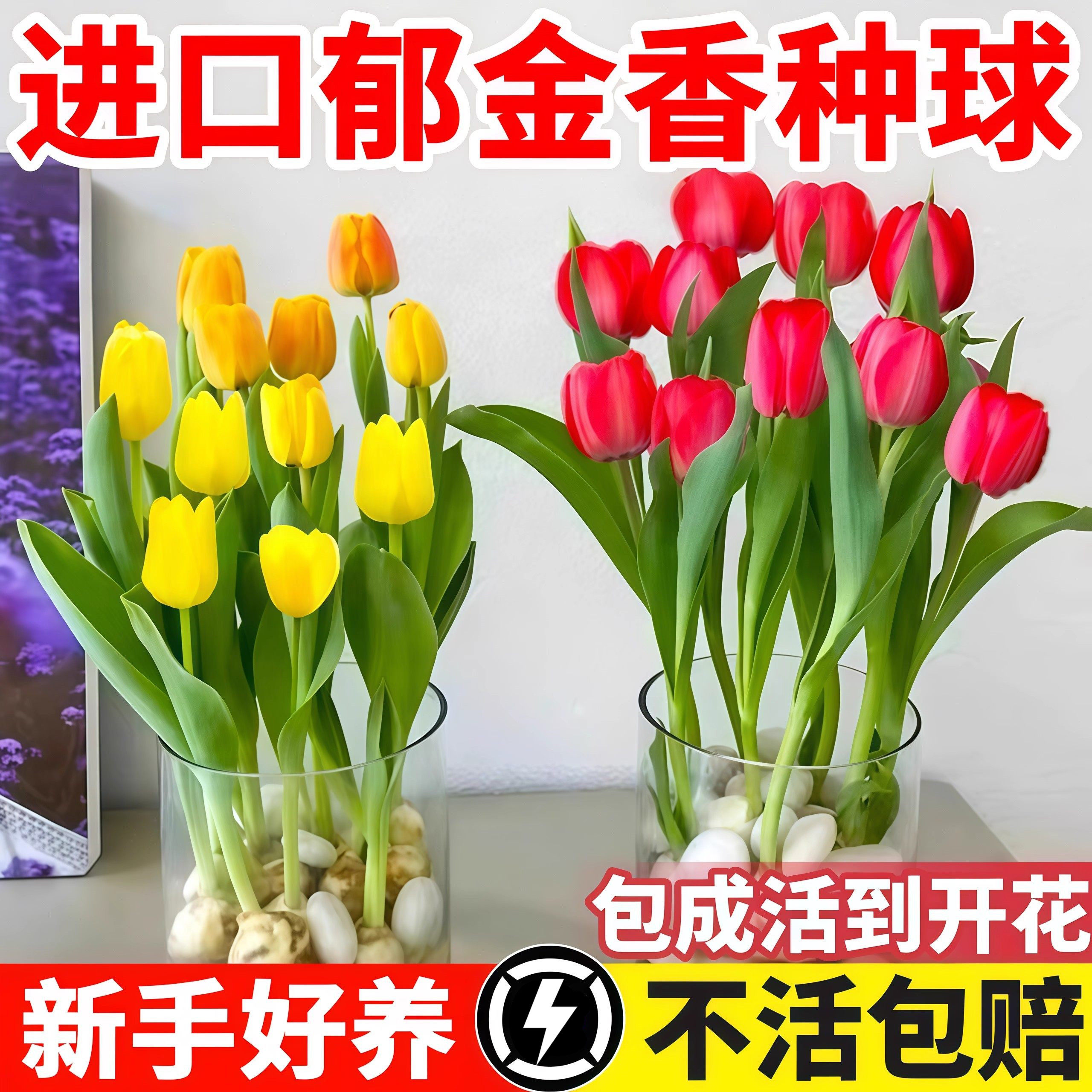 进口郁金香大种球五度球水培盆栽