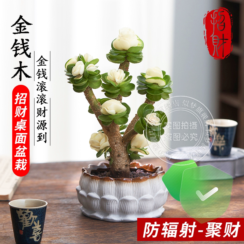 【招财】金钱木老桩盆栽多肉好养
