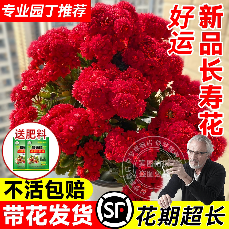 2026新品长寿花盆栽带花苞很好养