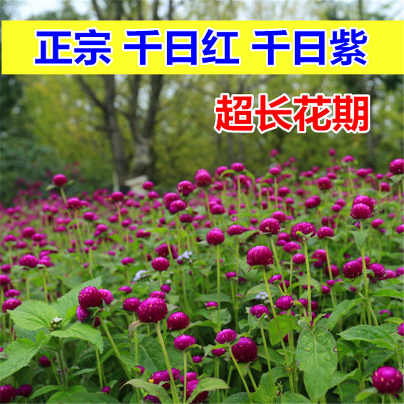 花种子千日红百日红火球庭院景观绿化花卉盆栽易活花籽千日紫种子