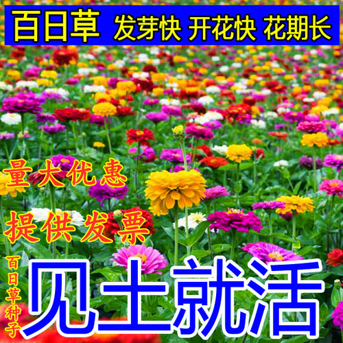 百日草花种子波斯菊格桑花野花种
