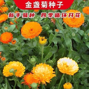 金盏花种子矮生耐寒重瓣金盏菊波斯菊格桑花百日草花种草籽庭院花