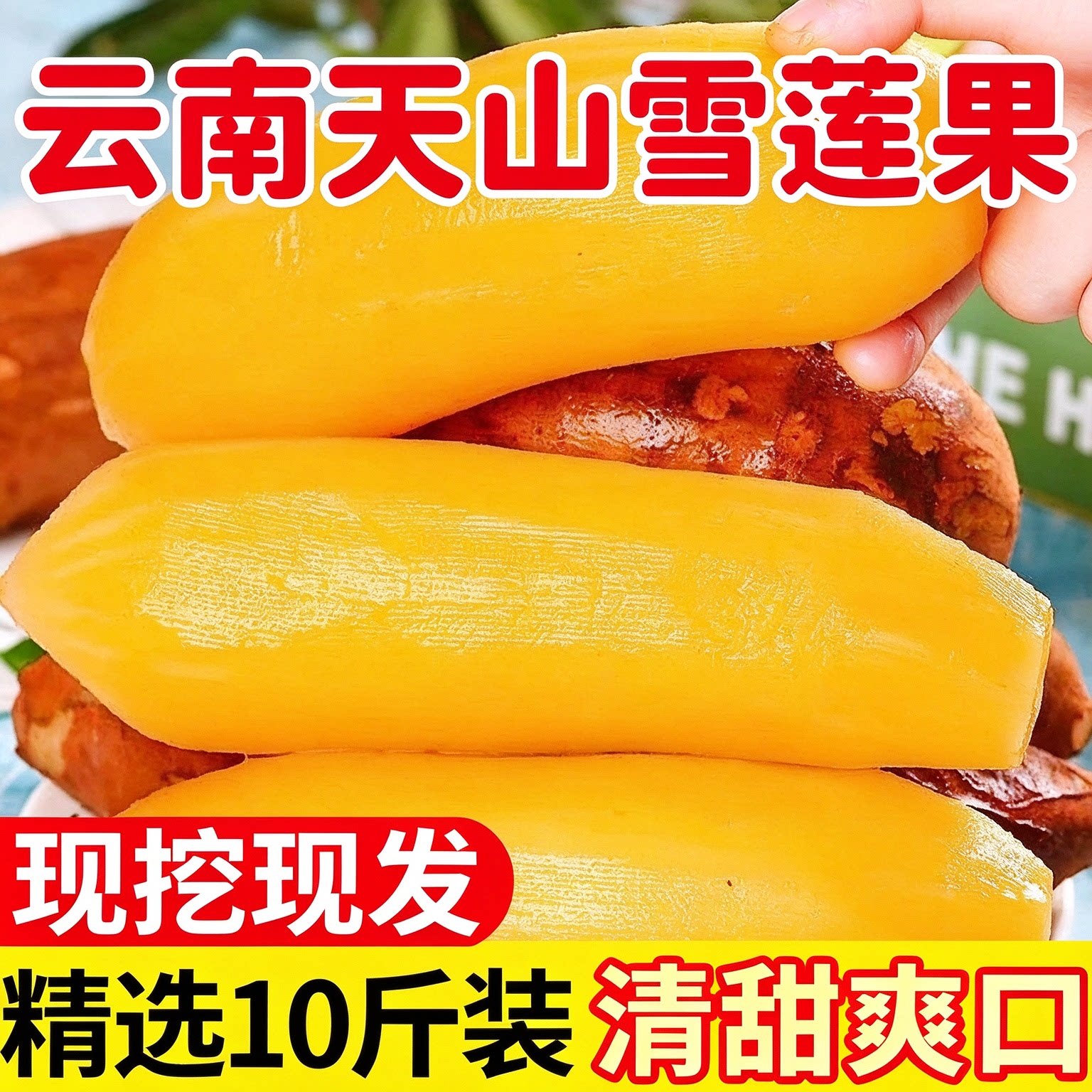 【脆甜爽口】云南天山雪莲果新鲜水果应当季黄白心特级现挖红泥果