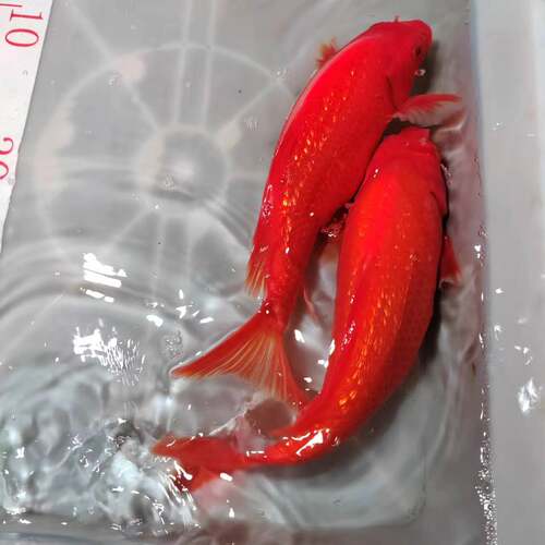 精品闪鳞火鲤锦鲤观赏鱼正红纯红色鱼苗反光鱼苗招财不闪麟