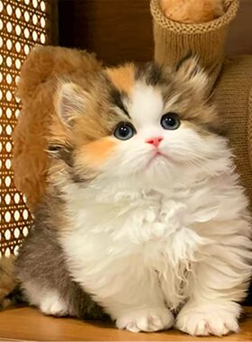纯种矮脚猫幼猫金加白拿破仑金三花银白小短腿三花猫咪活物