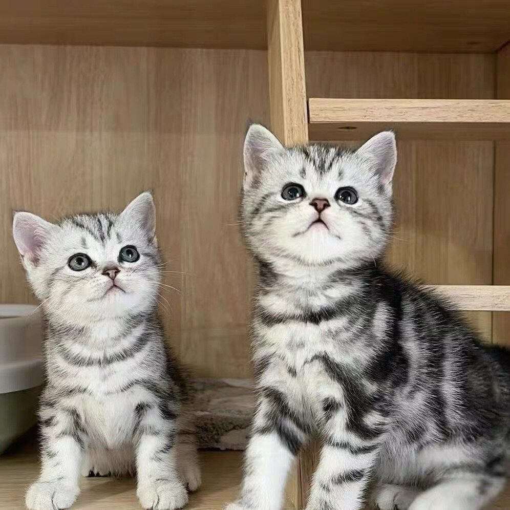 纯种美短猫活体虎斑猫矮脚猫宠物猫咪美短加白起司猫