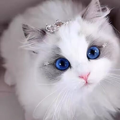 纯种布偶猫幼猫蓝双海双色宠物猫舍长毛布偶幼崽仙女猫咪活物