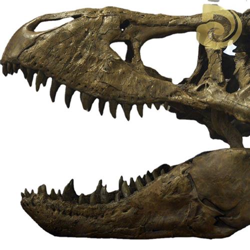 大型景区仿真霸王龙玻璃钢骨架室内博物馆恐龙头骨化石展览模型