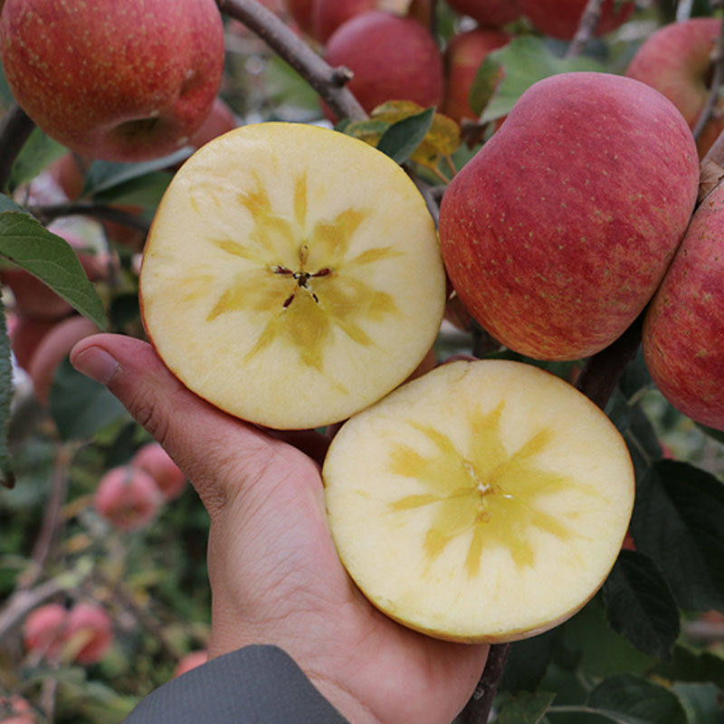 贵州威宁冰糖心丑苹果新鲜孕妇水果现发10斤和昭通苹果包邮随机发