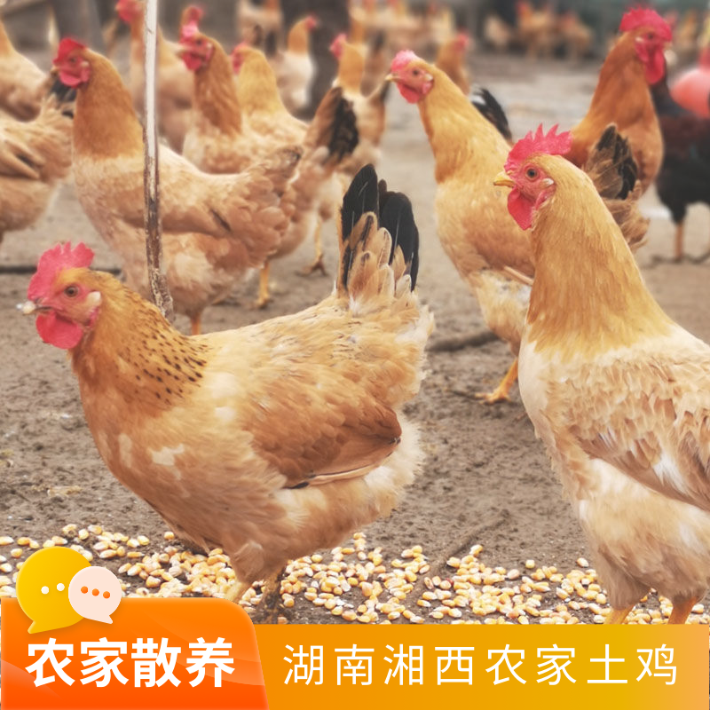 湖南湘西怀化特产溆浦辰溪沅陵麻阳农家散养土鸡本地鸡