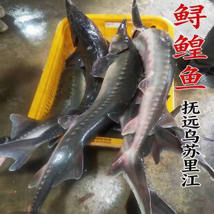 鲟鳇鱼整条鲟鱼黑龙江抚远特产鳇鱼整条鲜活新鲜速冻活鱼七里浮子