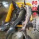 鲟鳇鱼整条鲟鱼黑龙江抚远特产鳇鱼整条鲜活新鲜速冻活鱼七里浮子