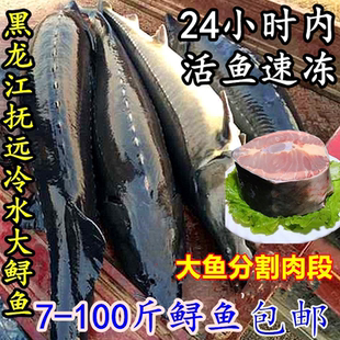 黑龙江特产鲟鱼七里 鳇鱼 鲟鳇鱼整条8-80斤新鲜鲜活鱼新冻发货