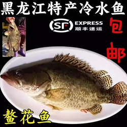 鳜鱼鳌花鱼桂花鱼熬花东北黑龙江特产冷水新鲜淡水鱼特价顺丰包邮