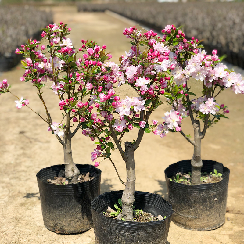 垂丝海棠花 盆栽老桩带花苞垂丝海棠树苗室内阳台庭院耐寒带土4