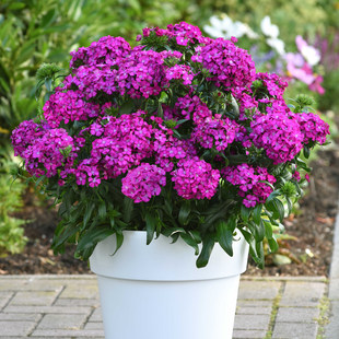 小院花园造景 阳台空花盆快来种些初吻石竹花 耐寒耐旱多年生好养