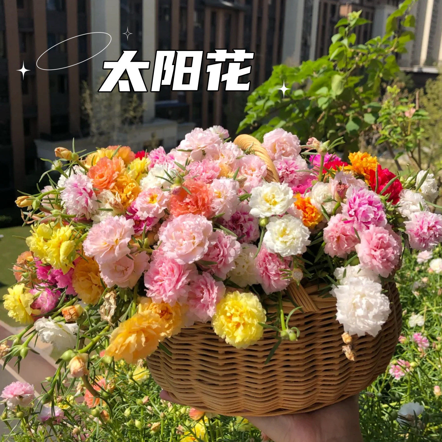 有阳台小院空花盆的快来种点太阳剪刀