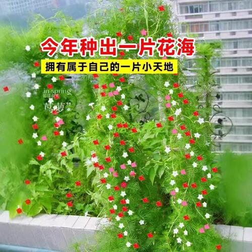 家里有空花盆的别浪费了一定要种一点这个茑萝花室内阳台庭院爬藤