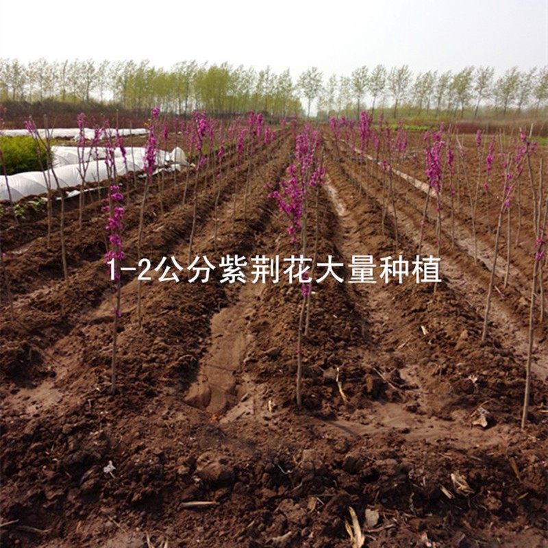 定制紫荆花树苗丛生紫荆树苗耐寒风景树园林别墅庭院名贵绿化巨紫