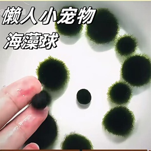 懒人小宠物海藻球观赏活体真水草微景观生态瓶水族箱水培植物造景