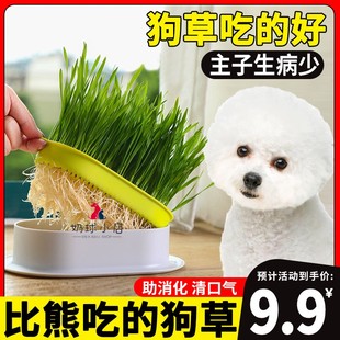 比熊专用狗狗吃的草宠物可以食用草助消化草化毛狗草零食口腔