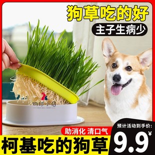 柯基专用狗狗吃的草宠物可以食用草助消化草化毛狗草零食口腔