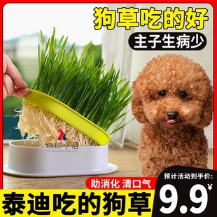 泰迪专用狗狗吃的草宠物可以食用草助消化草化毛狗草零食口腔