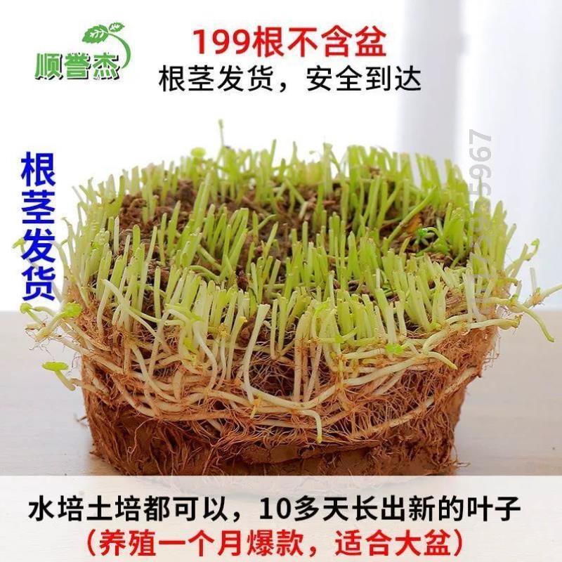 大通用金钱草水绿植栽花号四季养水仙...