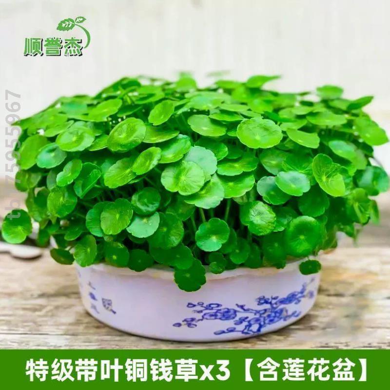 水仙净化绿植培家庭家用%盆栽带叶草水培铜钱花卉园艺金钱草植物