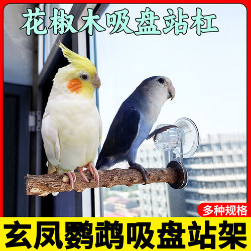 玄凤专用鹦鹉吸盘站架花椒木瓷砖窗户玻璃车载吸盘站杆墙面站树鸟