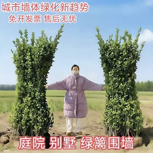 冬青北海道大叶黄杨树苗绿篱丛生工程绿化四季常青不落叶庭院别墅