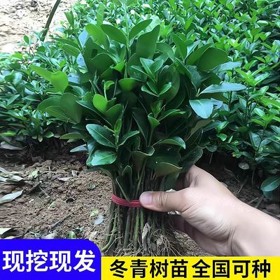 冬青苗四季常青室外树苗工程用苗万年青庭院法国冬青苗绿化苗树苗