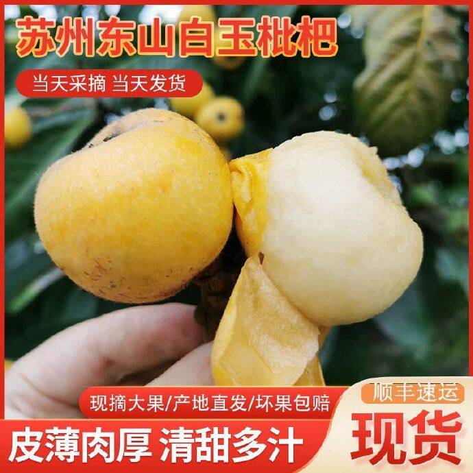 苏州东山白玉枇杷 枇杷味非常浓 皮薄肉嫩汁水足 甜润可口 发空运