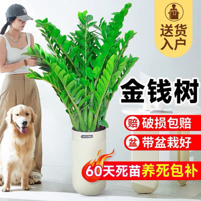 金钱树办公室盆栽高植物室内花卉客厅大绿植钱串子招财发财树