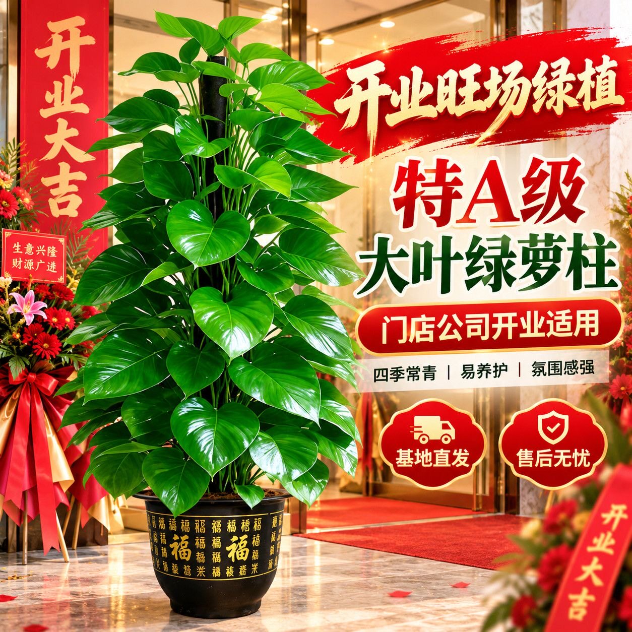 大叶绿萝柱盆栽客厅绿植室内送礼开业净化空气办公室大型好养活