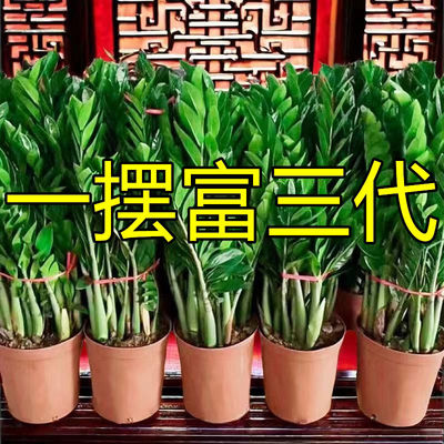 金钱树招财树摇钱树室内客厅办公室绿植物盆栽净化空气大棵钱串子