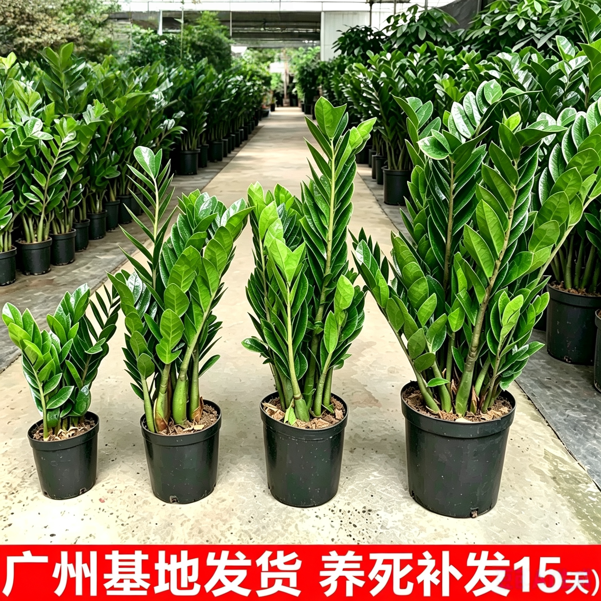 大盆金钱树盆栽植物室内客厅好养办公室绿植大型钱串子招财发财树