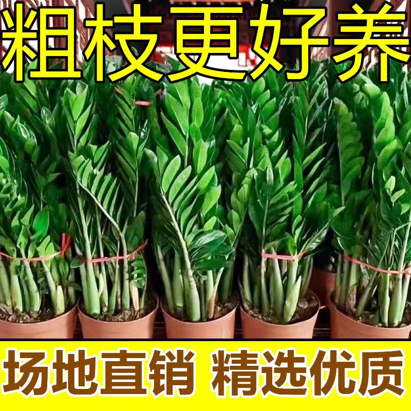 金钱树盆栽摇钱树花苗发财树花卉室内绿植物客厅办公桌面盆景