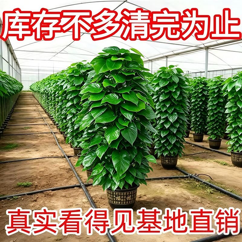 大叶绿萝柱懒人办公开业乔迁新居玄关盆栽藤蔓四季好养大盆栽植物