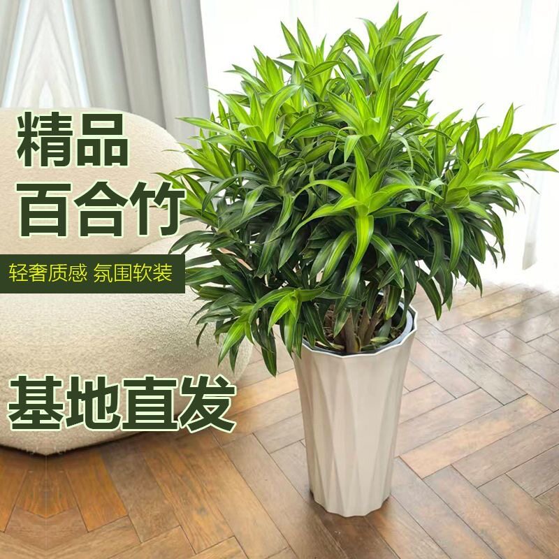金心百合竹室内客厅真绿植物开业送礼大盆栽客厅阳台四季懒人好养