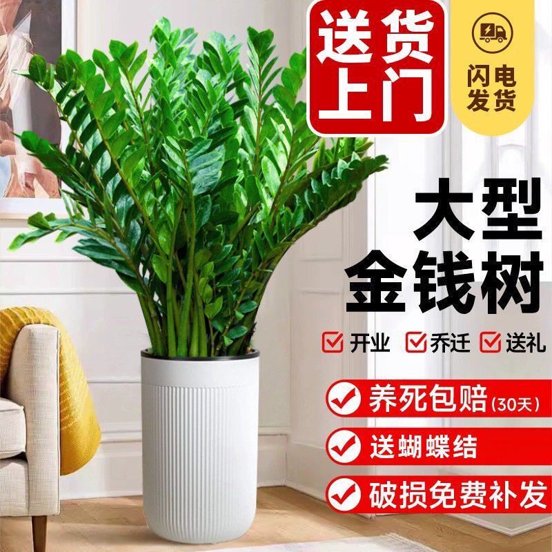 大盆金钱树盆栽植物室内客厅好养办公室绿植大型钱串子招财发财树