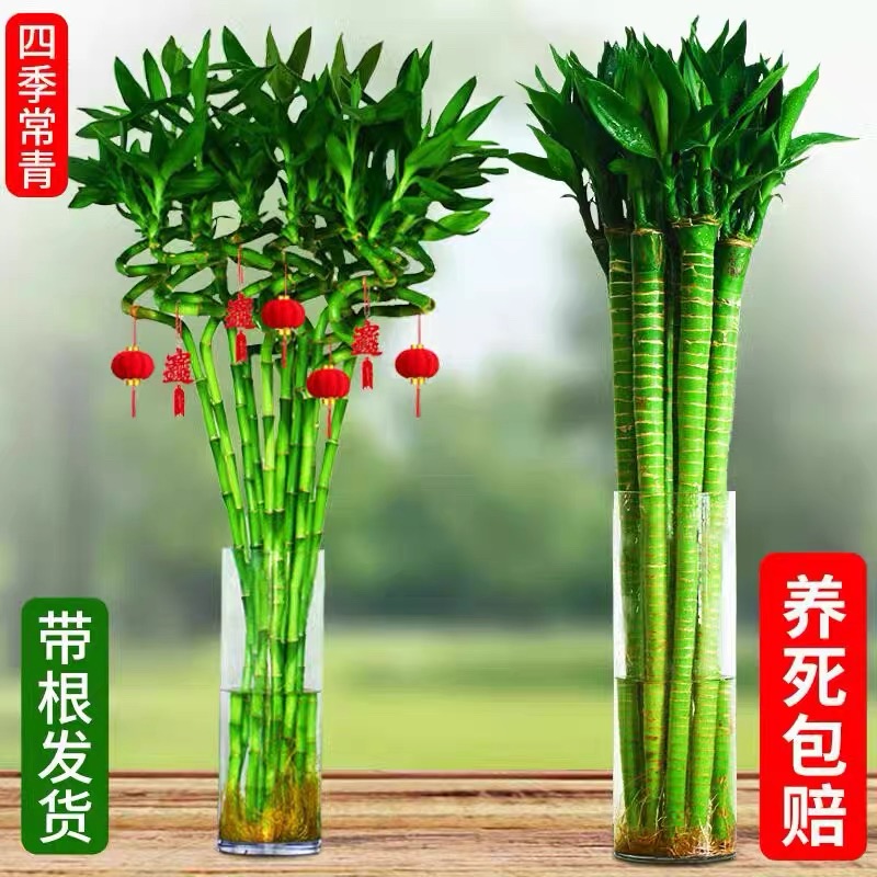 带根转运竹水培富贵竹植物开运竹水养客厅竹子盆栽招财植物桌摆件
