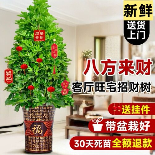 招财发财树大棵客厅大型落地摆室内外净化空气鸭脚木盆栽四季好养