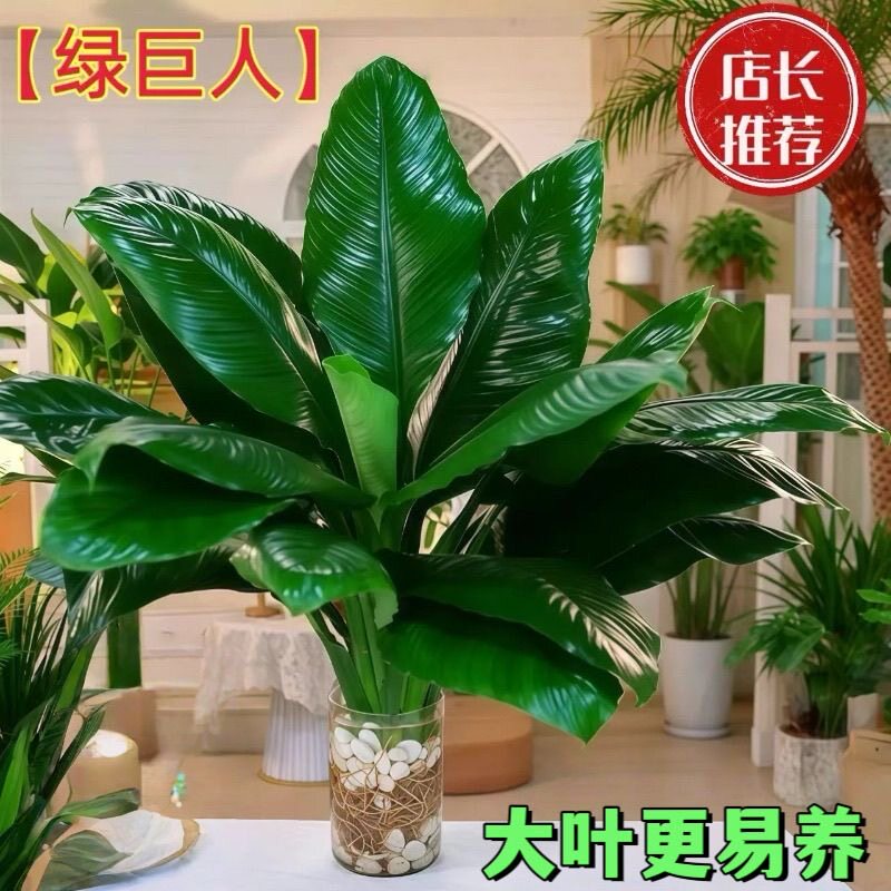 绿巨人绿植盆栽室内客厅大型观叶观赏植物办公室桌摆净物四季常青