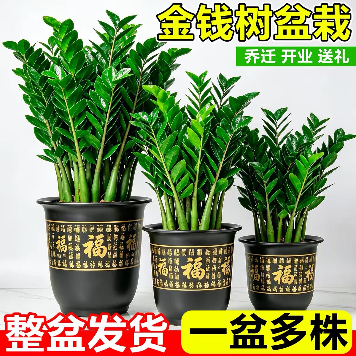 大盆金钱树盆栽植物室内客厅好养办公室绿植大型钱串子招财发财树