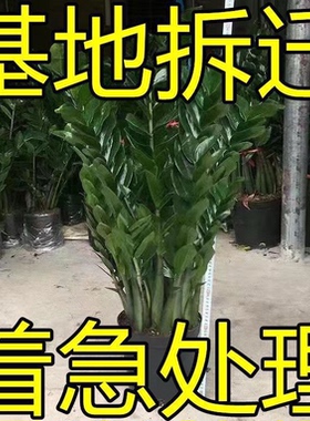 大盆金钱树盆栽植物室内客厅好养办公室绿植大型钱串子招财发财树